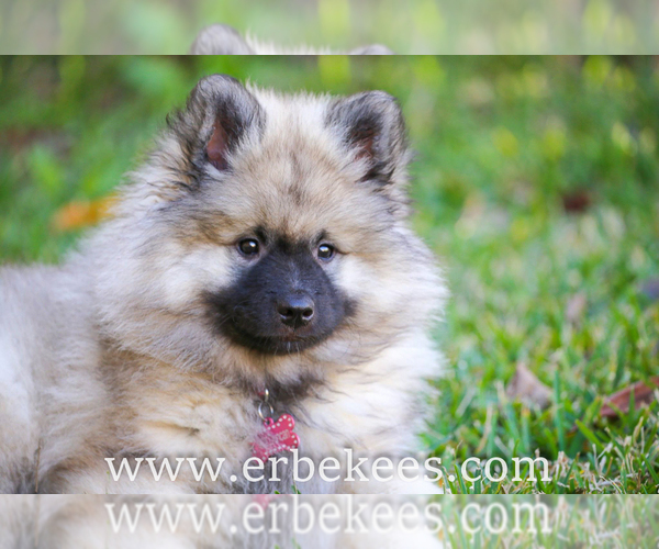 Medium Photo #31 Keeshond Puppy For Sale in FAYETTEVILLE, TN, USA