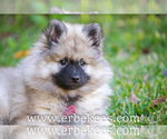 Small Photo #31 Keeshond Puppy For Sale in FAYETTEVILLE, TN, USA