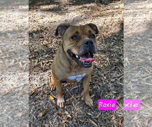 Roxie - Female American Staffordshire Terrier-Boxer Mix Dog for Adoption - Photo #2