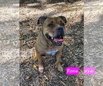 Small Photo #2 American Staffordshire Terrier-Boxer Mix Puppy For Sale in Albemarle, NC, USA
