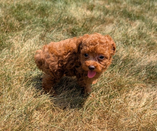 Medium Photo #16 Cockapoo Puppy For Sale in GOSHEN, IN, USA