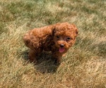 Small #14 Cockapoo