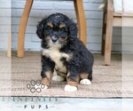 Small #2 Bernedoodle (Miniature)
