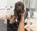 Small Photo #3 Labrador Retriever Puppy For Sale in WEST COVINA, CA, USA
