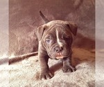 Small Photo #7 Olde English Bulldogge Puppy For Sale in KANSAS CITY, MO, USA