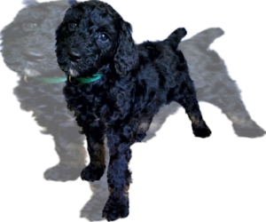 Poodle (Standard) Puppy for sale in BALLWIN, MO, USA