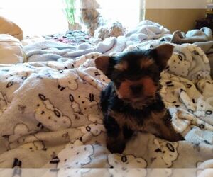 Chihuahua Puppy for sale in LE ROY, KS, USA