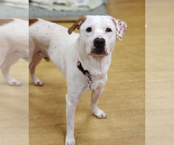 Medium Photo #5 Mutt Puppy For Sale in Virginia Beach, VA, USA