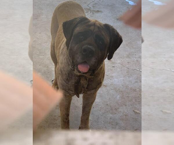 Medium Photo #3 Mastiff Puppy For Sale in Goodyear, AZ, USA