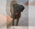 Small #2 Mastiff