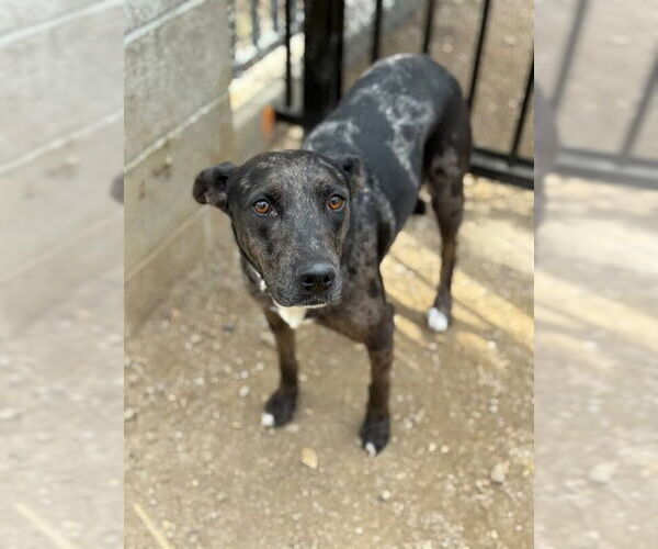 Medium Photo #1 Catahoula Leopard Dog Puppy For Sale in Riverside, CA, USA