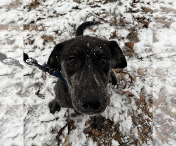 Medium Photo #10 Huskies -Labrador Retriever Mix Puppy For Sale in Columbus, IN, USA