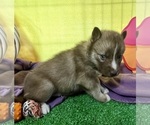 Small Photo #23 Siberian Husky Puppy For Sale in DEARBORN, MO, USA