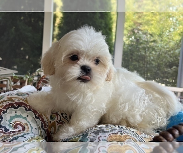 Medium Photo #6 Shih Tzu Puppy For Sale in NOBLESVILLE, IN, USA