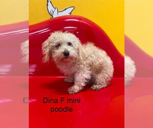 Poodle (Miniature) Dogs for adoption in Studio City, CA, USA