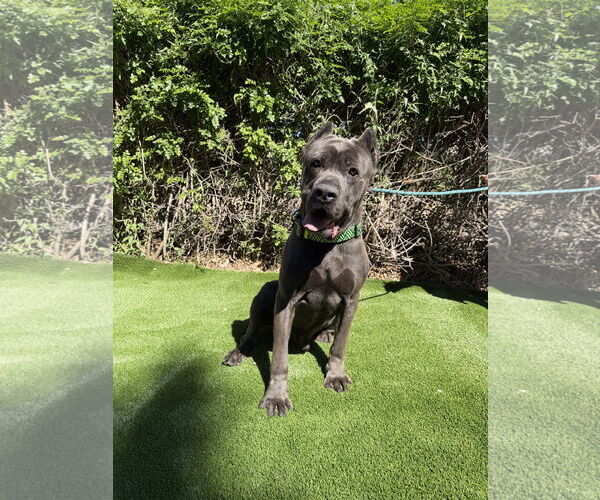 Medium Photo #3 Mutt Puppy For Sale in Goodyear, AZ, USA