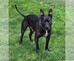 Small #1 Mutt