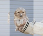 Small Photo #5 Bernedoodle-Golden Retriever Mix Puppy For Sale in HARRISONVILLE, MO, USA