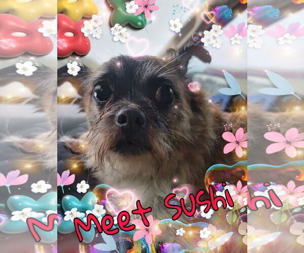 Medium Photo #1 Pug-Shih Tzu Mix Puppy For Sale in Pipe Creek, TX, USA