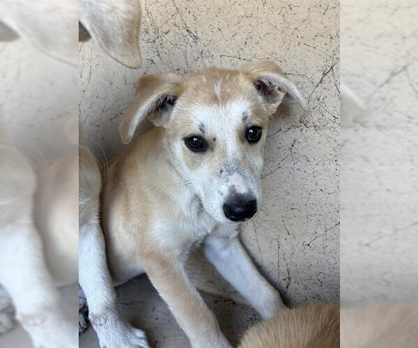 Medium Photo #1 Siberian Husky-Unknown Mix Puppy For Sale in Oklahoma City, OK, USA