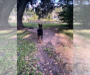 Mother of the Doberman Pinscher puppies born on 04/16/2025