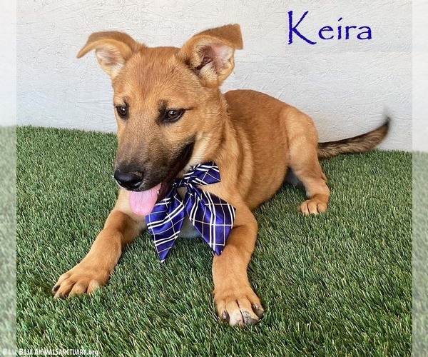 Medium Photo #1 Labrador Retriever-Unknown Mix Puppy For Sale in San Diego, CA, USA