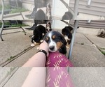 Small #17 Bernese Mountain Dog