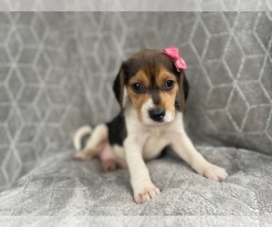 Beagle Puppy for sale in LAKELAND, FL, USA