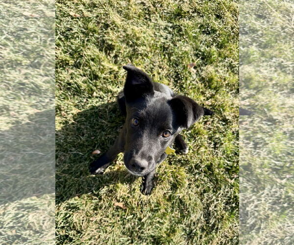 Medium Photo #3 Labrador Retriever-Unknown Mix Puppy For Sale in Sandy, UT, USA