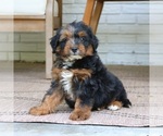 Small #3 Bernedoodle (Miniature)