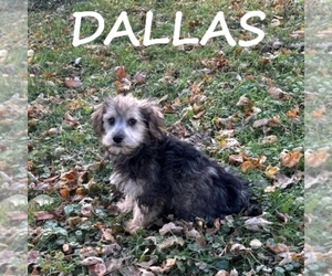 Snorkie Puppy for sale in HARTLAND, MN, USA