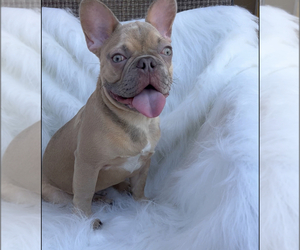 French Bulldog Puppy for sale in HOLLYWOOD, FL, USA