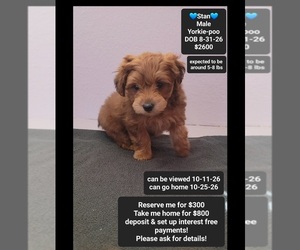 Yorkipoo Puppy for sale in TUCSON, AZ, USA