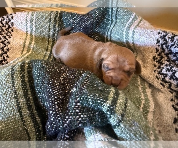 Medium Photo #4 Dachshund Puppy For Sale in DOTHAN, AL, USA