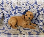 Small #4 Goldendoodle