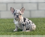 Small Photo #11 French Bulldog Puppy For Sale in BEVERLY HILLS, CA, USA