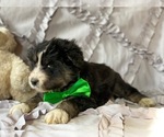 Small Photo #4 Poodle (Standard)-Siberian Husky Mix Puppy For Sale in LANCASTER, PA, USA