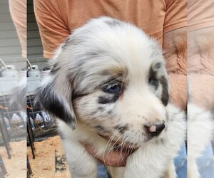 Australian Shepherd Puppy for Sale in ROSEBURG, Oregon USA