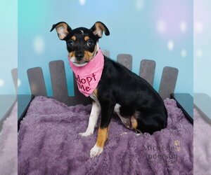 Chihuahua Dogs for adoption in Corona, CA, USA