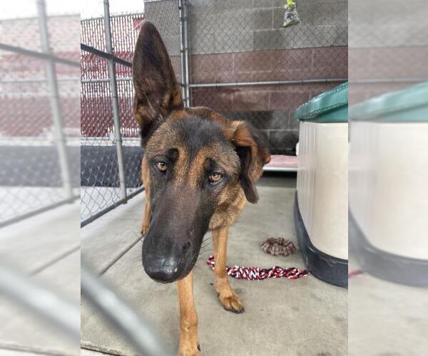 Medium Photo #1 Mutt Puppy For Sale in Redlands, CA, USA