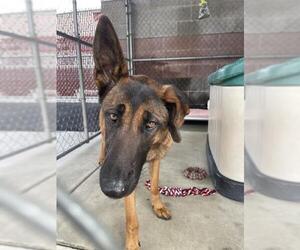 Mutt Dogs for adoption in Redlands, CA, USA