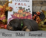 Small Photo #3 Bloodhound Puppy For Sale in MOUNT AIRY, MD, USA