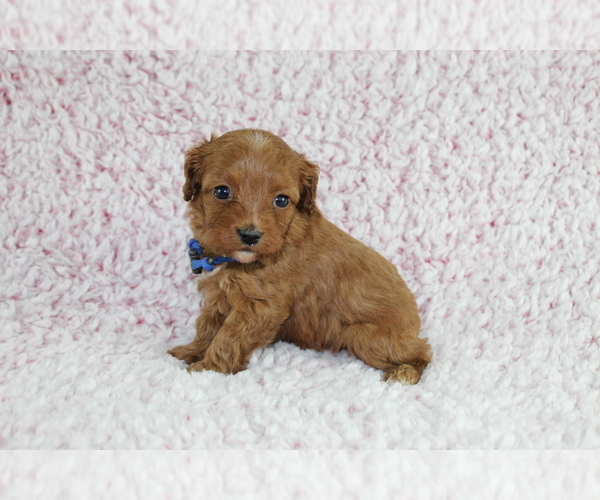 Medium Photo #5 Cavapoo Puppy For Sale in HOMELAND, CA, USA