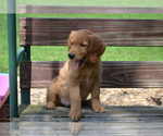 Puppy Gabby Golden Retriever
