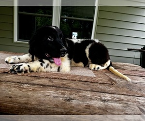 Newfoundland Puppy for sale in ROCKVILLE, IN, USA
