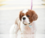 Small Photo #1 Cavalier King Charles Spaniel Puppy For Sale in SPRING BRANCH, TX, USA