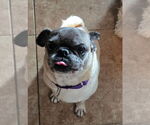 Small #3 Pug