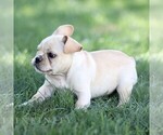 Small #1 French Bulldog