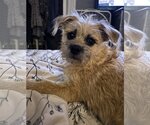 Small Photo #3 Border Terrier-Cairn Terrier Mix Puppy For Sale in Westmont, IL, USA