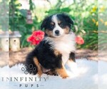 Small #4 Miniature Australian Shepherd